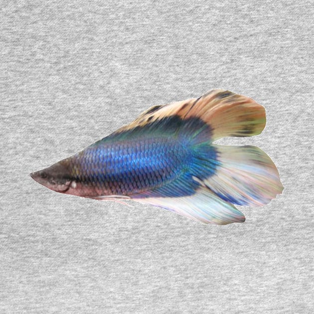 Majestic Blue Betta Fish by ARTWORKandBEYOND